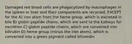 Damaged red blood cells are phagocytized by macrophages in the spleen or liver and their components are recycled, EXCEPT for the A) iron atom from the heme group, which is excreted in bile B) globin peptide chains, which are sent to the kidneys for excretion C) globin peptide chains, which are converted into bilirubin D) heme group (minus the iron atom), which is converted into a green pigment called biliverdin