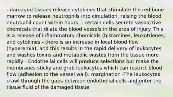 - damaged tissues release cytokines that stimulate the red bone marrow to release neutrophils into circulation, raising <a href='https://www.questionai.com/knowledge/k7oXMfj7lk-the-blood' class='anchor-knowledge'>the blood</a> neutrophil count within hours. - certain cells secrete vasoactive chemicals that dilate the <a href='https://www.questionai.com/knowledge/kZJ3mNKN7P-blood-vessels' class='anchor-knowledge'>blood vessels</a> in the area of injury. This is a release of inflammatory chemicals (histamines, leukotrienes, and cytokines - there is an increase in local blood flow (hyperemia), and this results in the rapid delivery of leukocytes and washes toxins and metabolic wastes from the tissue more rapidly - Endothelial cells will produce selections but make the membranes sticky and grab leukocytes which can restrict blood flow (adhesion to the vessel wall): margination -The leukocytes crawl through the gaps between endothelial cells and enter the tissue fluid of the damaged tissue