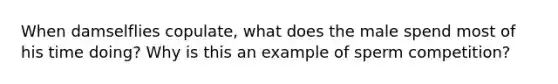When damselflies copulate, what does the male spend most of his time doing? Why is this an example of sperm competition?