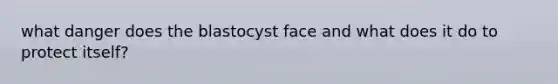 what danger does the blastocyst face and what does it do to protect itself?