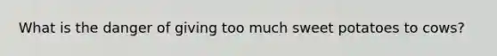 What is the danger of giving too much sweet potatoes to cows?