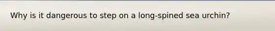 Why is it dangerous to step on a long-spined sea urchin?