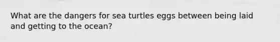 What are the dangers for sea turtles eggs between being laid and getting to the ocean?