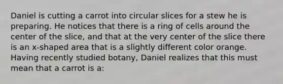 Daniel is cutting a carrot into circular slices for a stew he is preparing. He notices that there is a ring of cells around the center of the slice, and that at the very center of the slice there is an x-shaped area that is a slightly different color orange. Having recently studied botany, Daniel realizes that this must mean that a carrot is a: