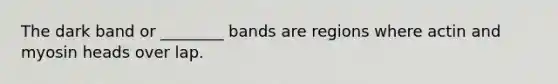 The dark band or ________ bands are regions where actin and myosin heads over lap.