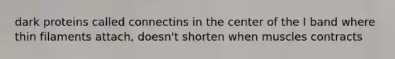 dark proteins called connectins in the center of the I band where thin filaments attach, doesn't shorten when muscles contracts