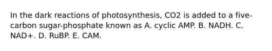 In the dark reactions of photosynthesis, CO2 is added to a five-carbon sugar-phosphate known as A. cyclic AMP. B. NADH. C. NAD+. D. RuBP. E. CAM.