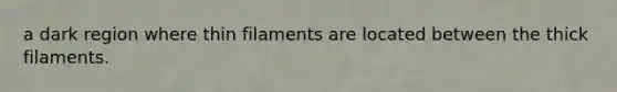 a dark region where thin filaments are located between the thick filaments.