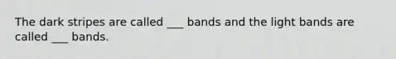 The dark stripes are called ___ bands and the light bands are called ___ bands.