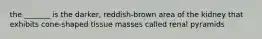 the _______ is the darker, reddish-brown area of the kidney that exhibits cone-shaped tissue masses called renal pyramids