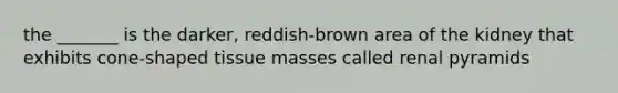 the _______ is the darker, reddish-brown area of the kidney that exhibits cone-shaped tissue masses called renal pyramids