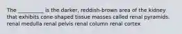 The __________ is the darker, reddish-brown area of the kidney that exhibits cone-shaped tissue masses called renal pyramids. renal medulla renal pelvis renal column renal cortex