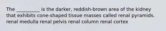 The __________ is the darker, reddish-brown area of the kidney that exhibits cone-shaped tissue masses called renal pyramids. renal medulla renal pelvis renal column renal cortex