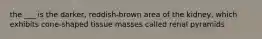 the ___ is the darker, reddish-brown area of the kidney, which exhibits cone-shaped tissue masses called renal pyramids