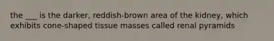 the ___ is the darker, reddish-brown area of the kidney, which exhibits cone-shaped tissue masses called renal pyramids