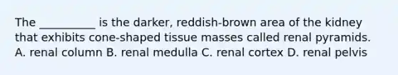 The __________ is the darker, reddish-brown area of the kidney that exhibits cone-shaped tissue masses called renal pyramids. A. renal column B. renal medulla C. renal cortex D. renal pelvis