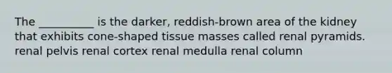 The __________ is the darker, reddish-brown area of the kidney that exhibits cone-shaped tissue masses called renal pyramids. renal pelvis renal cortex renal medulla renal column