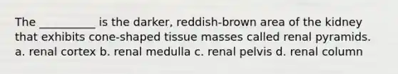 The __________ is the darker, reddish-brown area of the kidney that exhibits cone-shaped tissue masses called renal pyramids. a. renal cortex b. renal medulla c. renal pelvis d. renal column