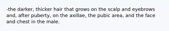 -the darker, thicker hair that grows on the scalp and eyebrows and, after puberty, on the axillae, the pubic area, and the face and chest in the male.