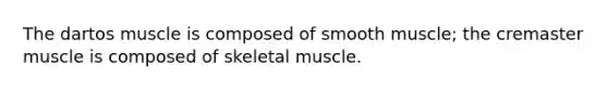 The dartos muscle is composed of smooth muscle; the cremaster muscle is composed of skeletal muscle.