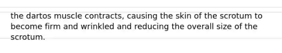 the dartos muscle contracts, causing the skin of the scrotum to become firm and wrinkled and reducing the overall size of the scrotum.