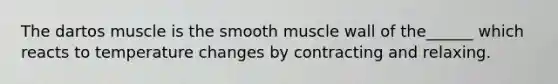 The dartos muscle is the smooth muscle wall of the______ which reacts to temperature changes by contracting and relaxing.