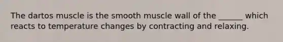 The dartos muscle is the smooth muscle wall of the ______ which reacts to temperature changes by contracting and relaxing.