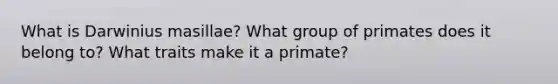 What is Darwinius masillae? What group of primates does it belong to? What traits make it a primate?