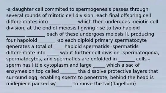 -a daughter cell commited to spermogenesis passes through several rounds of mitotic <a href='https://www.questionai.com/knowledge/kjHVAH8Me4-cell-division' class='anchor-knowledge'>cell division</a> -each final offspring cell differentiates into _____ ______ which then undergoes meiotic cell division, at the end of meiosis I giving rise to two haploid ________ ________ each of these undergoes meiosis II, producing four hapoloid _______ -so each diploid primary spermatocyte generates a total of ____ haploid spermatids -spermatids differentiate into _____ w/out further cell division -spermatogonia, spermatocytes, and spermatids are enfolded in _______ cells -sperm has little cytoplasm and large _____ which a sac of enzymes on top called _______ tha dissolve protective layers that surround egg, enabling sperm to penetrate, behind the head is midepiece packed w/_______ to move the tail(flagellum)