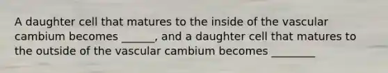 A daughter cell that matures to the inside of the vascular cambium becomes ______, and a daughter cell that matures to the outside of the vascular cambium becomes ________