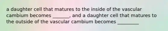 a daughter cell that matures to the inside of the vascular cambium becomes _______, and a daughter cell that matures to the outside of the vascular cambium becomes _________