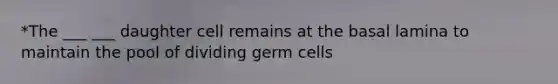 *The ___ ___ daughter cell remains at the basal lamina to maintain the pool of dividing germ cells