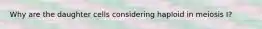 Why are the daughter cells considering haploid in meiosis I?