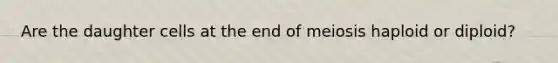 Are the daughter cells at the end of meiosis haploid or diploid?