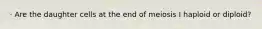 · Are the daughter cells at the end of meiosis I haploid or diploid?