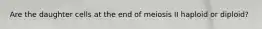 Are the daughter cells at the end of meiosis II haploid or diploid?