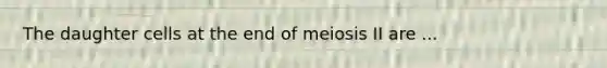 The daughter cells at the end of meiosis II are ...