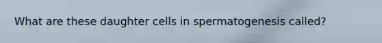 What are these daughter cells in spermatogenesis called?