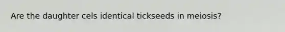 Are the daughter cels identical tickseeds in meiosis?