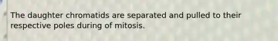 The daughter chromatids are separated and pulled to their respective poles during of mitosis.