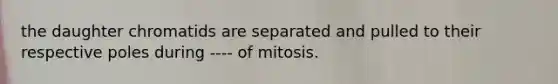 the daughter chromatids are separated and pulled to their respective poles during ---- of mitosis.