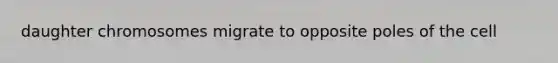 daughter chromosomes migrate to opposite poles of the cell