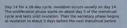 Day 14 For a 28-day cycle, ovulation occurs usually on day 14. The proliferation phase starts on about day 5 of the menstrual cycle and lasts until ovulation. Then the secretory phase begins at ovulation to about 3 days before the next menstrual period.