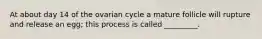 At about day 14 of the ovarian cycle a mature follicle will rupture and release an egg; this process is called _________.