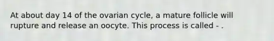 At about day 14 of the ovarian cycle, a mature follicle will rupture and release an oocyte. This process is called - .