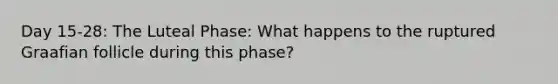 Day 15-28: The Luteal Phase: What happens to the ruptured Graafian follicle during this phase?