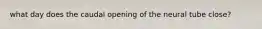 what day does the caudal opening of the neural tube close?