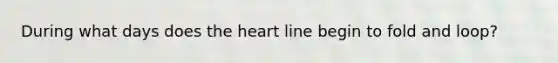 During what days does the heart line begin to fold and loop?