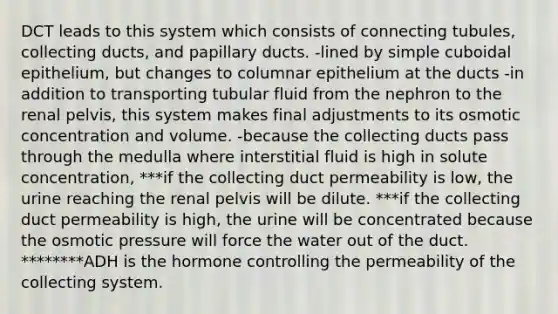 DCT leads to this system which consists of connecting tubules, collecting ducts, and papillary ducts. -lined by simple cuboidal epithelium, but changes to columnar epithelium at the ducts -in addition to transporting tubular fluid from the nephron to the renal pelvis, this system makes final adjustments to its osmotic concentration and volume. -because the collecting ducts pass through the medulla where interstitial fluid is high in solute concentration, ***if the collecting duct permeability is low, the urine reaching the renal pelvis will be dilute. ***if the collecting duct permeability is high, the urine will be concentrated because the osmotic pressure will force the water out of the duct. ********ADH is the hormone controlling the permeability of the collecting system.