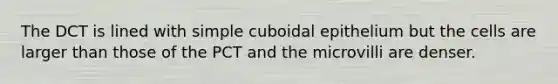 The DCT is lined with simple cuboidal epithelium but the cells are larger than those of the PCT and the microvilli are denser.